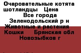 Очаровательные котята шотландцы › Цена ­ 2 000 - Все города, Зеленодольский р-н Животные и растения » Кошки   . Брянская обл.,Новозыбков г.